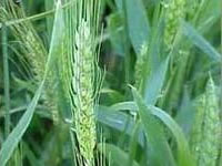 Triticum sativum